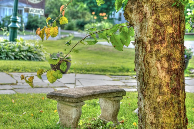 bench under a tree in vermont image